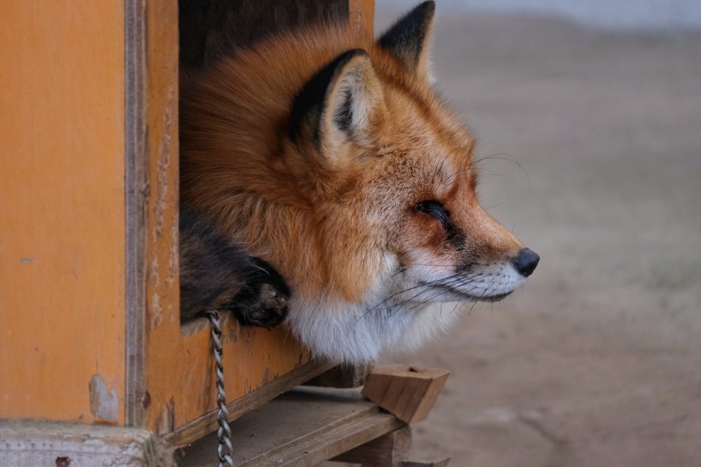 Un renard enchaîné pour les caresses