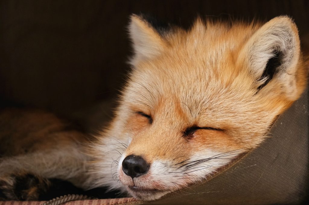 Un renard enfermé au Zao Fox Village