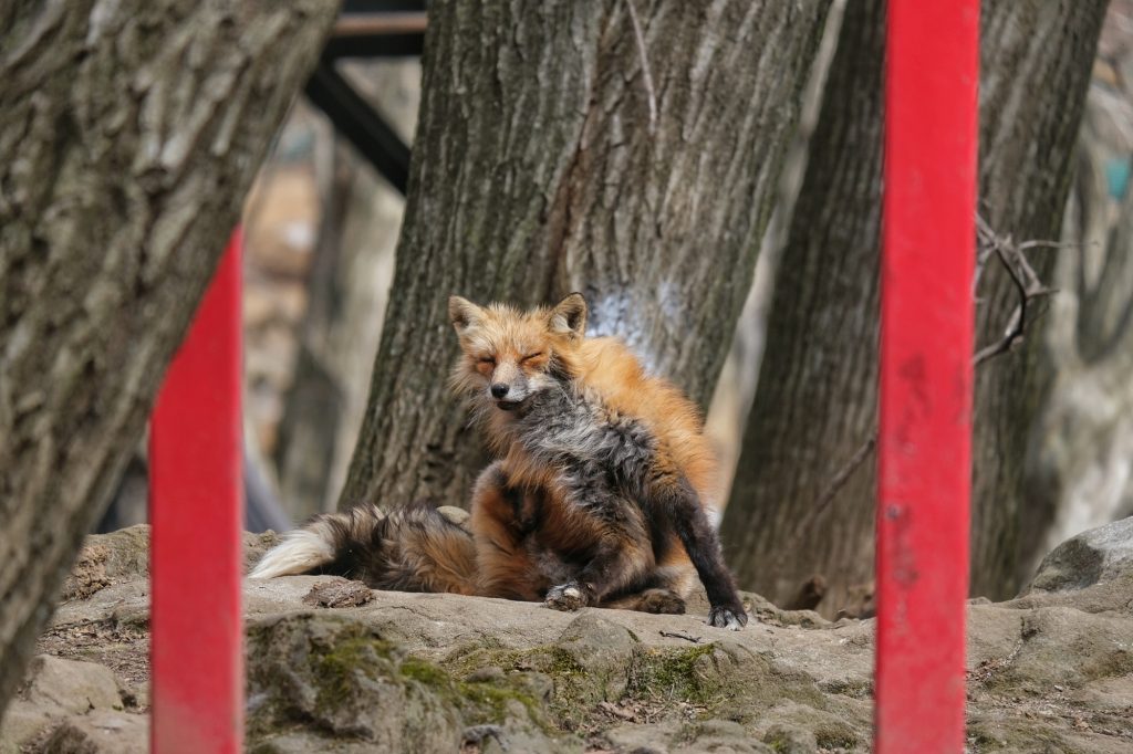 Un renard pas très en forme dans le Zao Fox Village