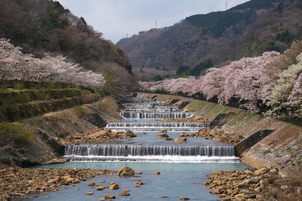 Le rivière Haya et ses cerisiers en fleur