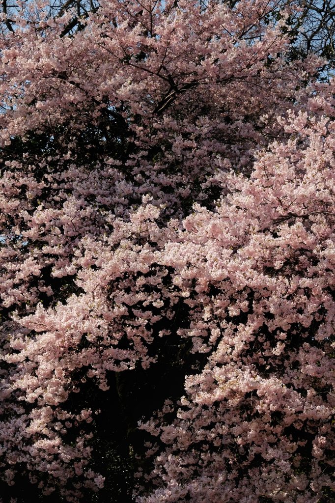 Cerisier en fleur au Shinjuku Gyoen
