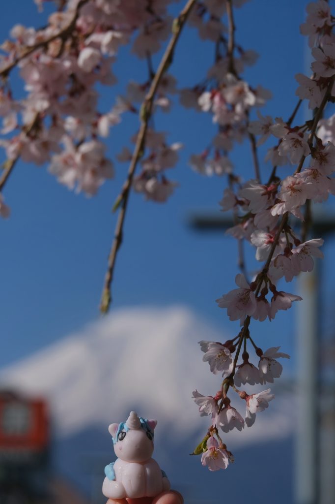 Stélie profite de Hanami sous les sakura