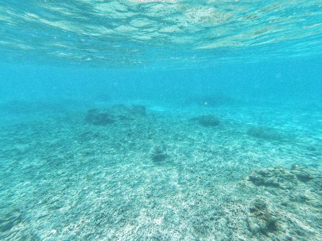 Natation avec une tortue sur l'île de Tokashiki