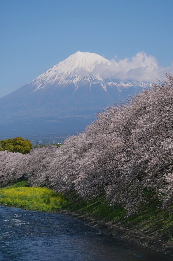 Le mont Fuji et les cerisiers en fleur de la rivière Urui à Fuji