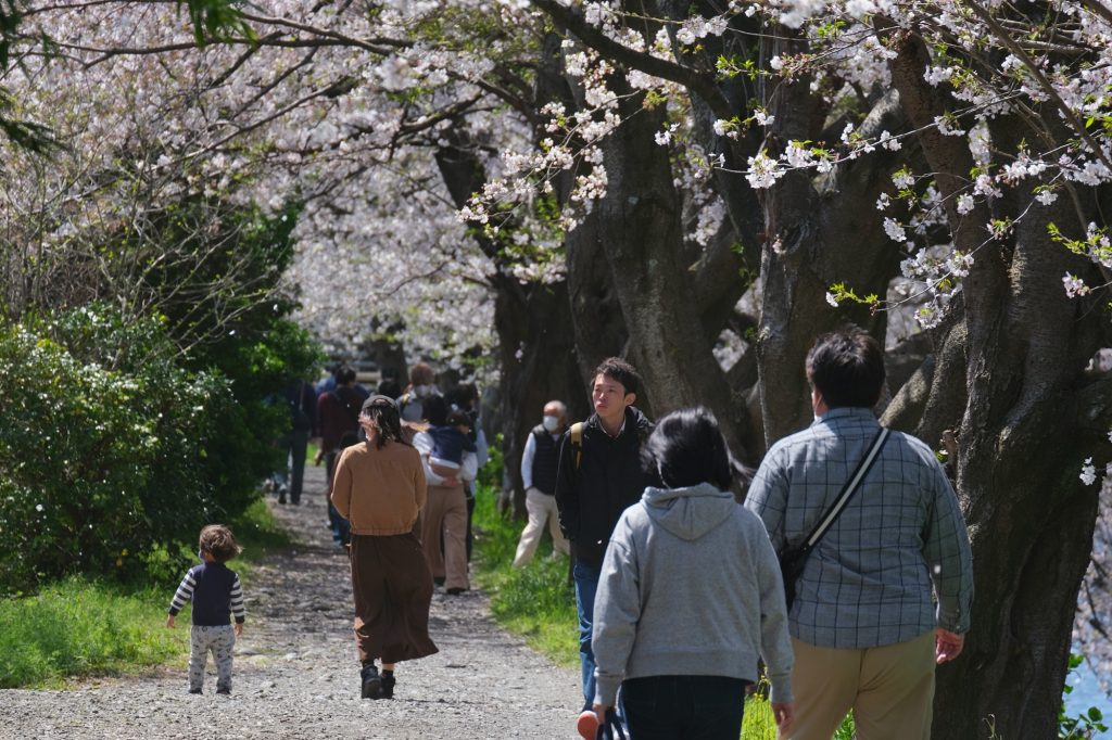 Les visiteurs profitent des cerisiers en fleur le long de la rivière Urui à Fuji