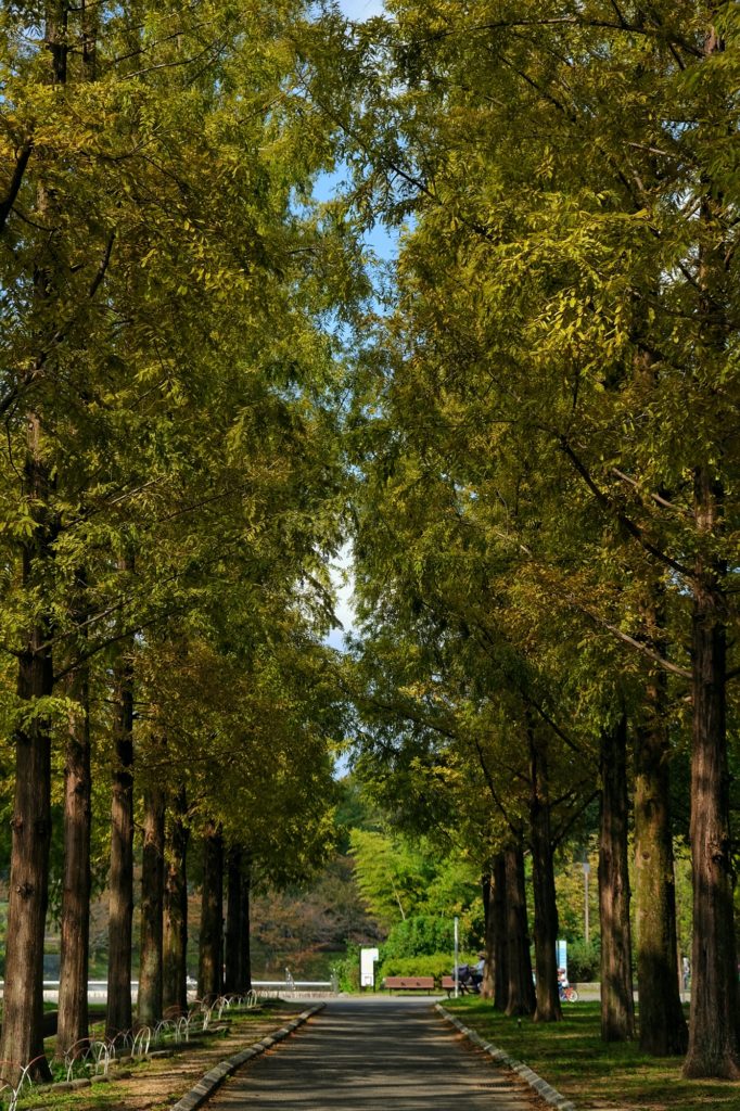 L'allée d'arbres menant au parc Expo '90 dans le Tsurumi Ryokuchi d'Osaka