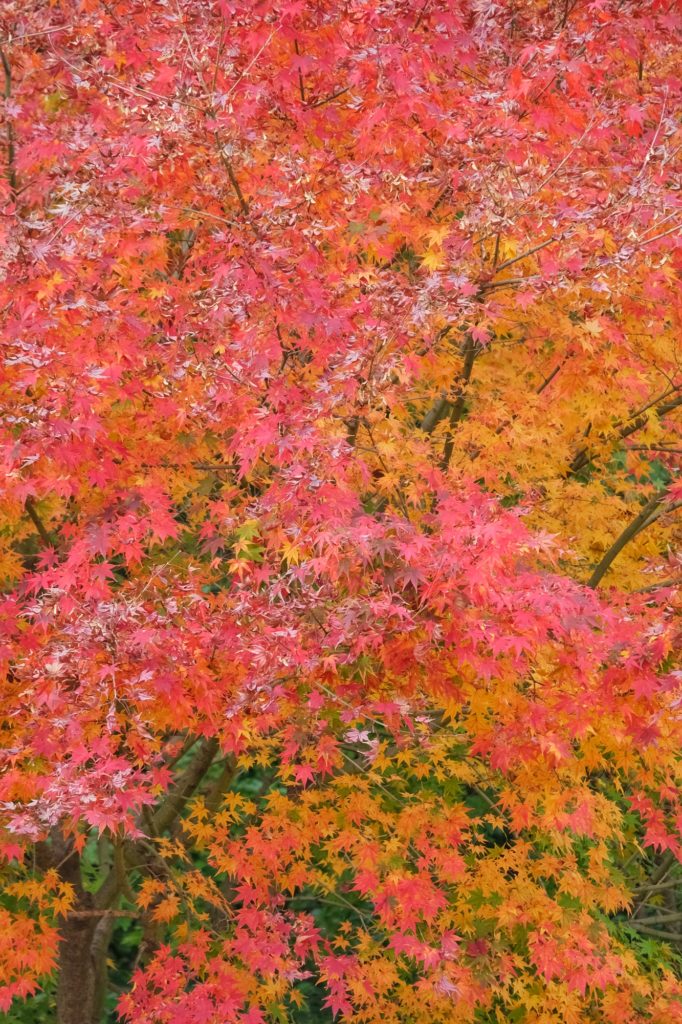 Les feuilles colorées dans le parc du château d'Osaka