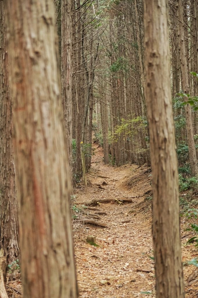 Chemin de randonnée dans le parc de Minoo