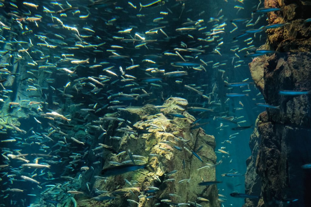 Un banc de poissons dans un bassin de l'aquarium d'Osaka