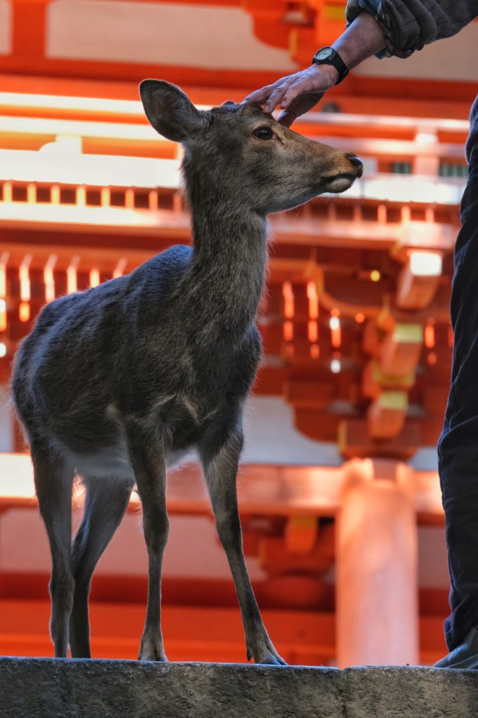Un visiteur caresse un daim devant le sanctuaire de Kasuga Taisha