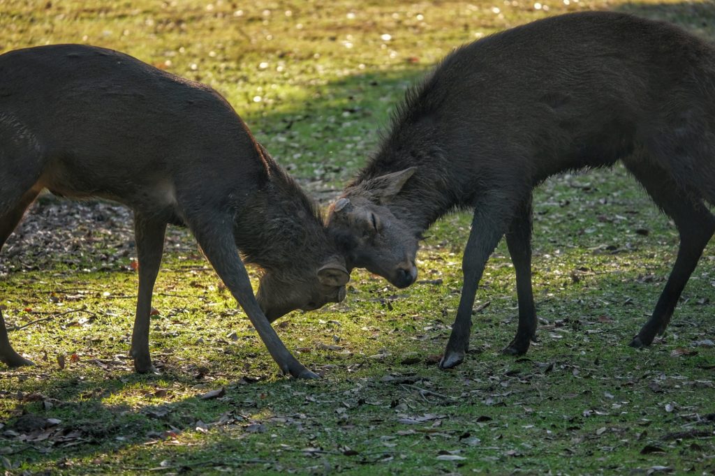Deux daims se battent dans un parc de Nara
