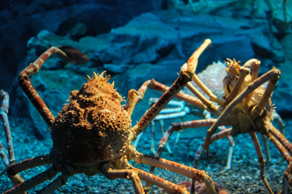 Les fameux crabes-araignées géants du Japon à l'aquarium d'Osaka