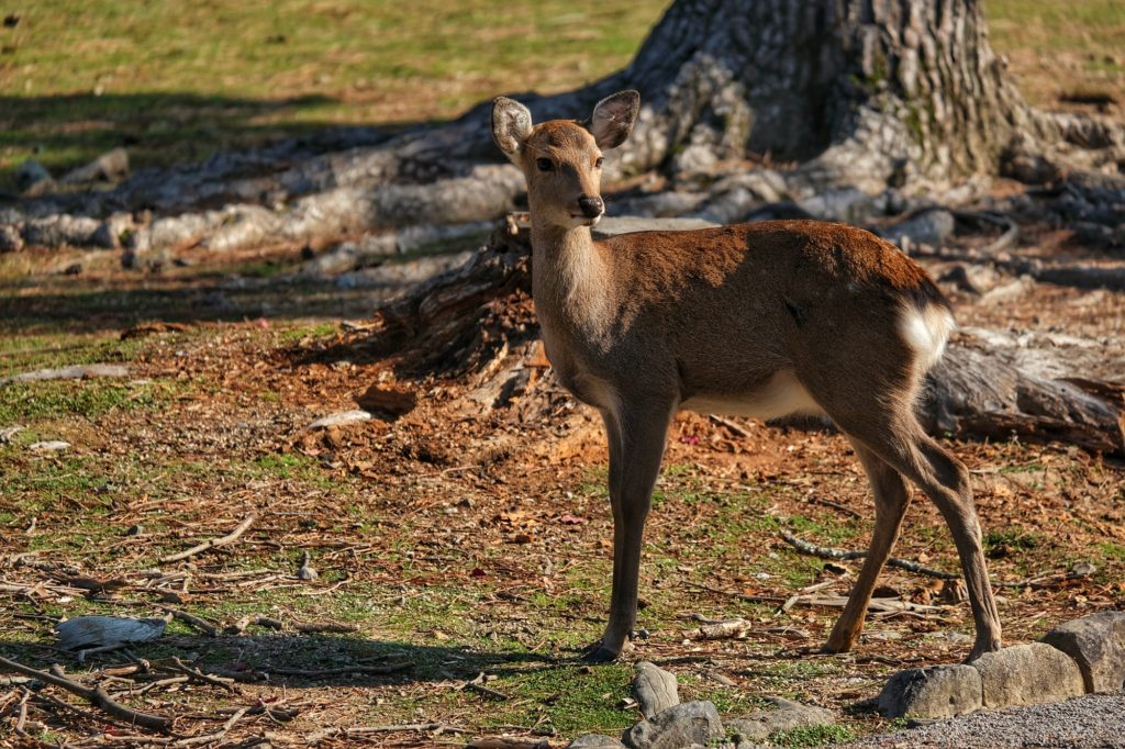 Un daim (ou une daine) de Nara