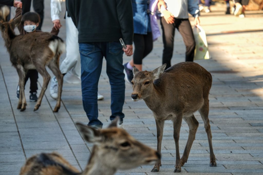 Les daims se baladent dans la foule des visiteurs de Nara