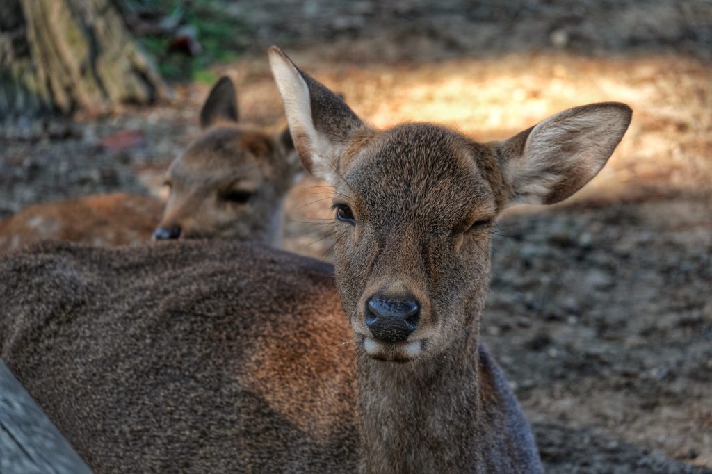 Une daine nous fait un clin d'œil à Nara