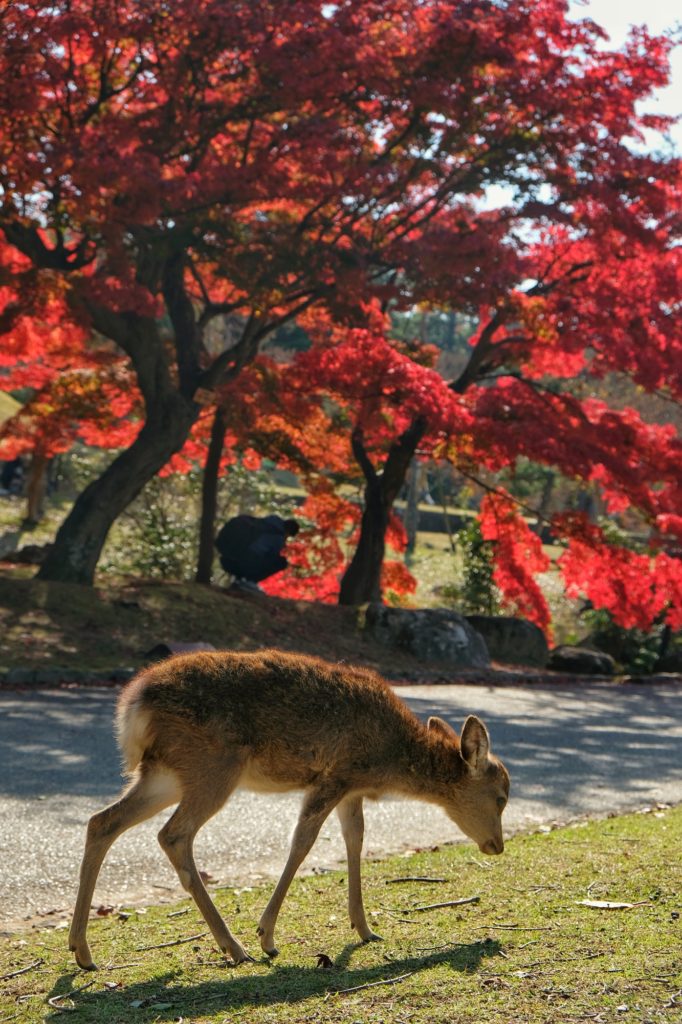 Un petit daim (daine ?) marche devant les érables rouges dans le parc de Nara