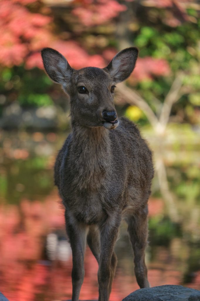 Un daim dans l'ombre des arbres pendant les momiji à Nara