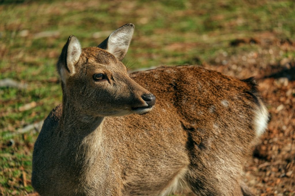 Le regard en arrière d'un daim à Nara
