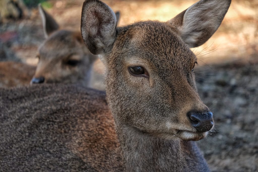 Un daine de Nara