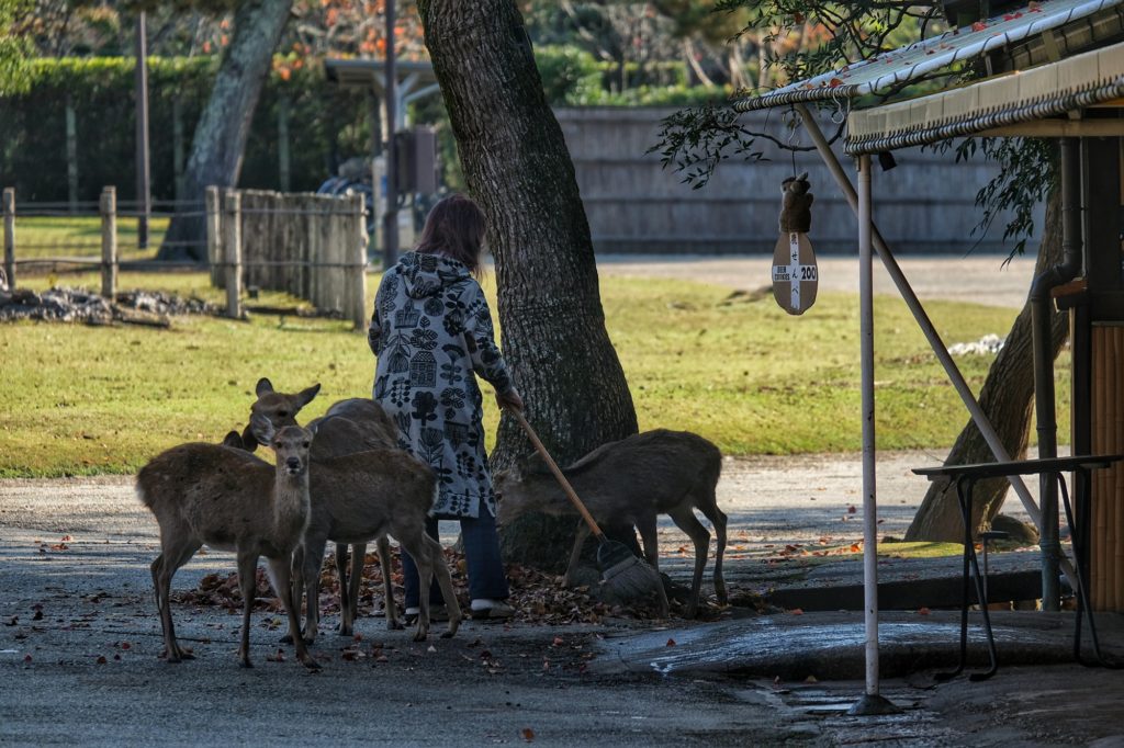 Le quotidien des habitants de Nara au milieu des daims