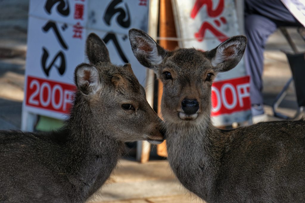 Deux daims qui remarquent qu'ils sont le sujet d'une photo à Nara