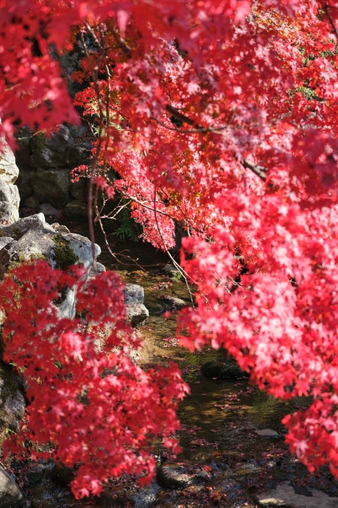 Les feuilles rouges d'un érable en automne à Nara
