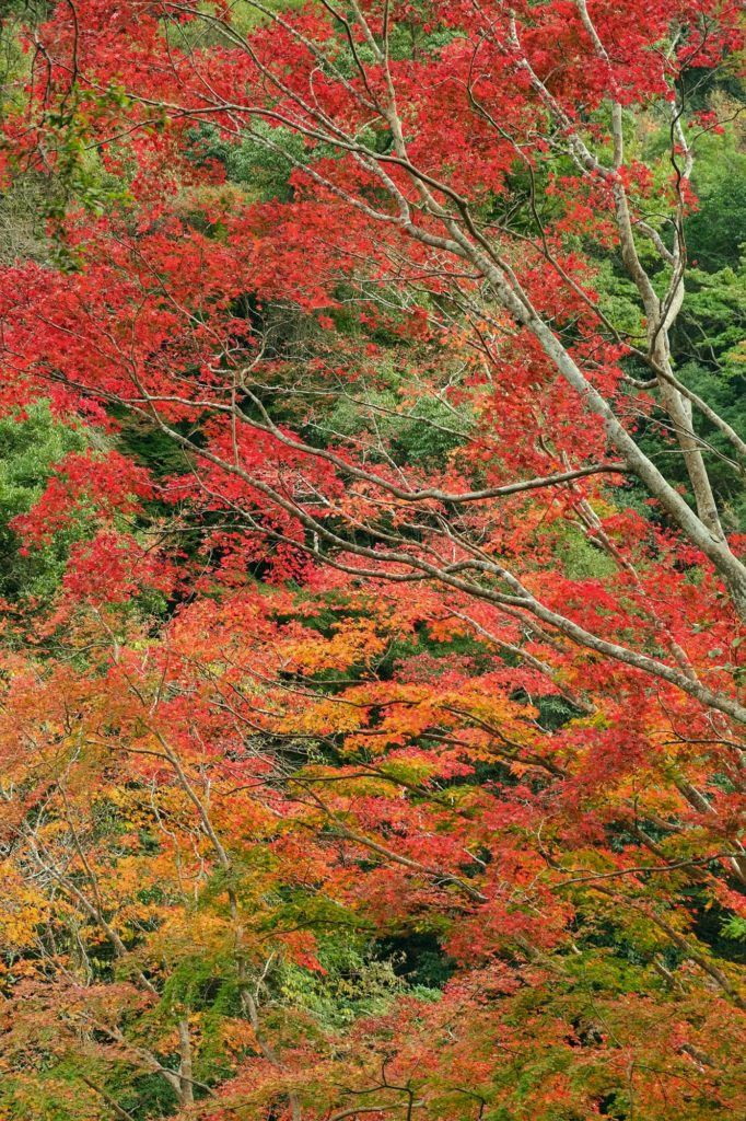 Les feuilles rouges et oranges d'automne dans le parc de Minoh