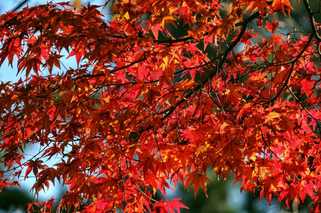 Un érable et ses feuilles rouges de l'automne à Nara