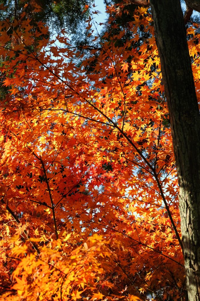 Un érable orange pendant l'automne au jardin Yoshiki-en de Nara
