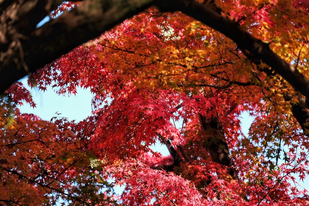 Un érable durant les momiji dans le parc de Nara