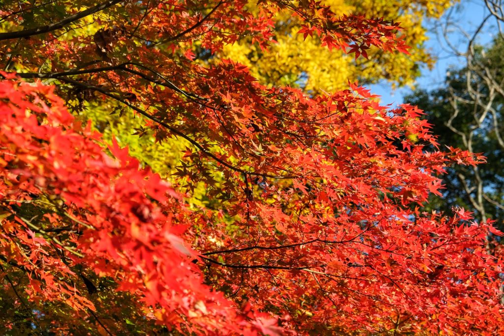 Les couleurs vives de l'automne pour les érables du Yoshiki-en de Nara