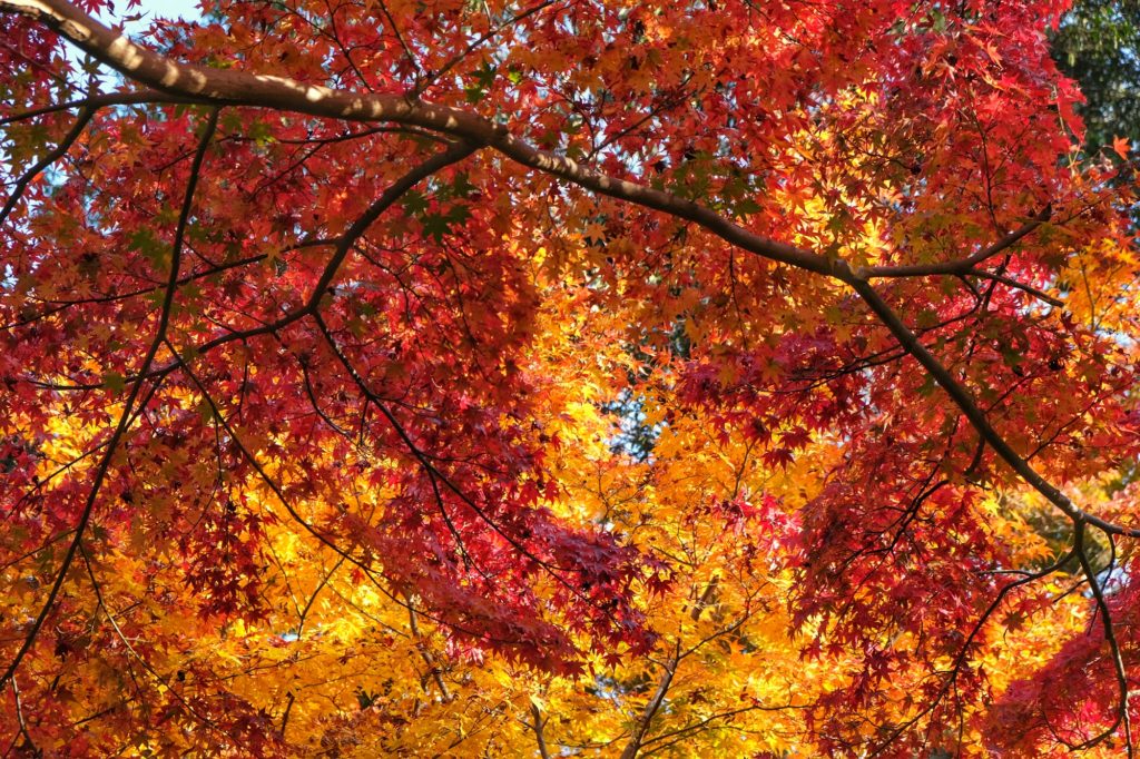 Les érables jaunes et rouges du jardin Yoshiki-en pendant les Momiji à Nara