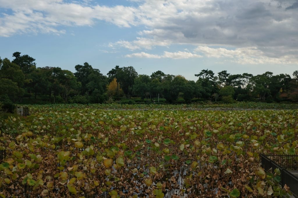 Les nénuphars de l'étang Yamagaike au parc Hattori Ryokuchi près d'Osaka