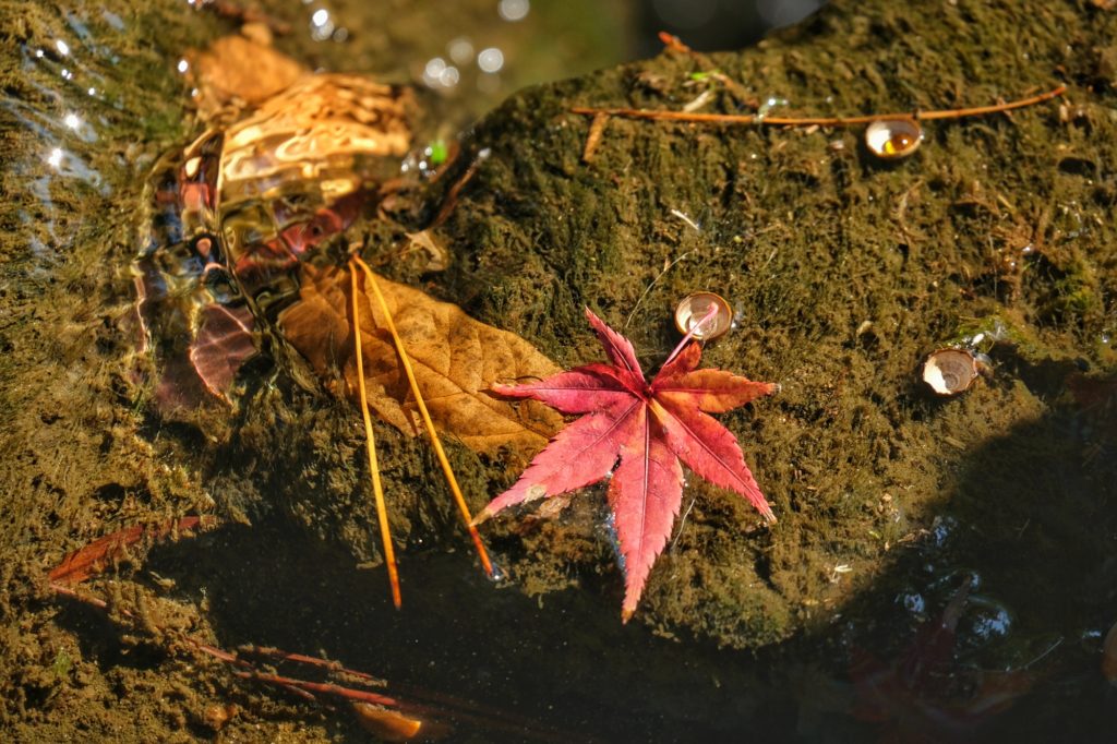 Une feuille d'érable rouge entraînée par un ruisseau de Nara
