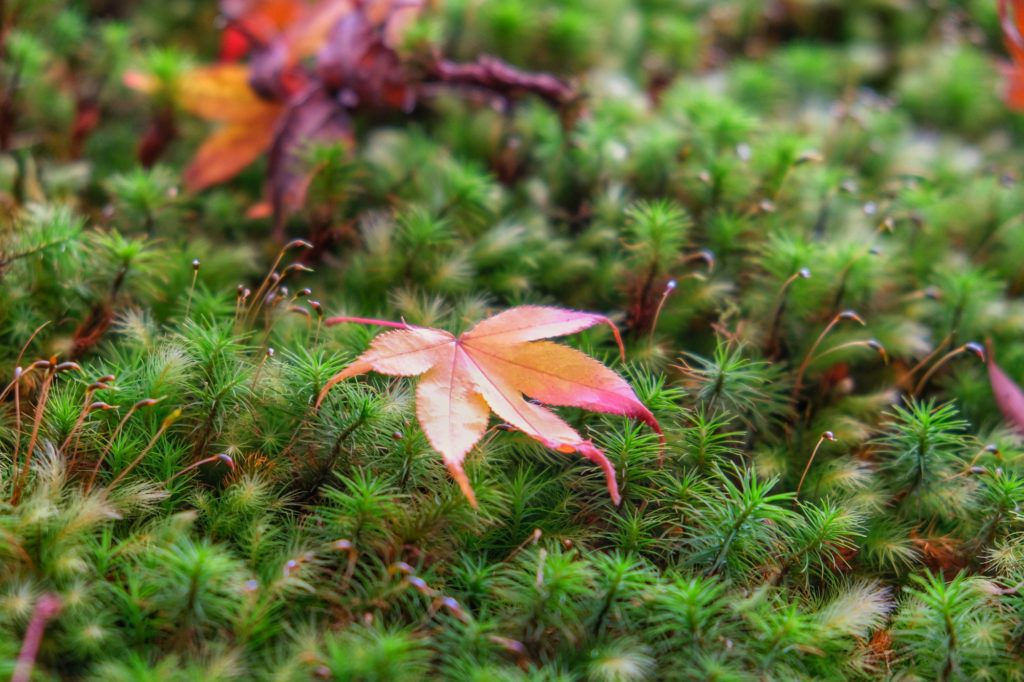 Une feuille d'érable posée sur la mousse du jardin Yoshiki-en de Nara