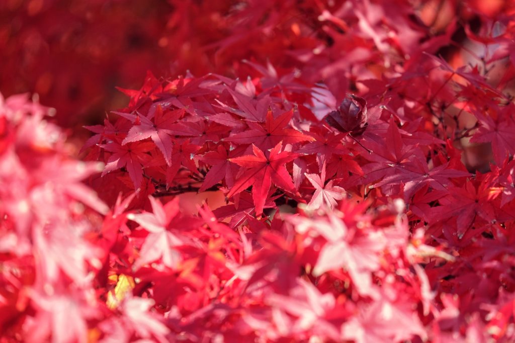 Détail des feuilles d'un érable rouge en automne à Nara
