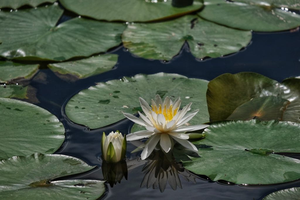 Une fleur de nénuphar dans l'étang Mizutori du parc Expo '70 d'Osaka