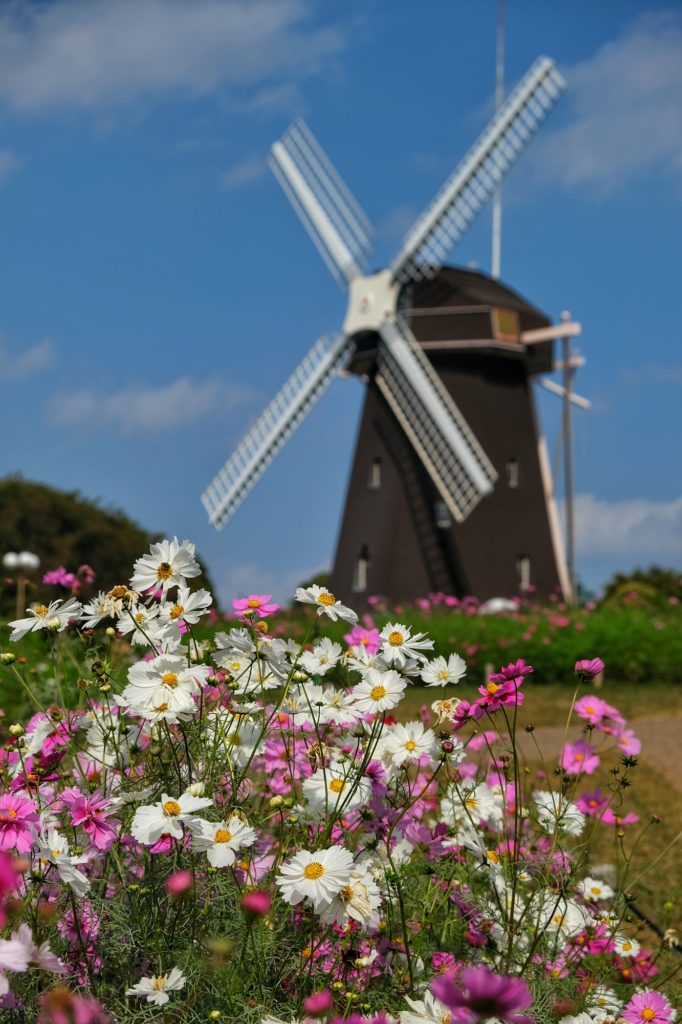 Les fleurs devant le moulin du parc Tsurumi Ryokuchi