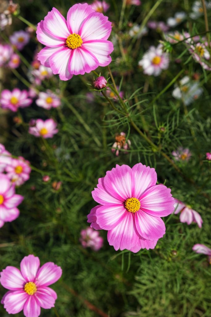 De belles fleurs roses dans le parc Tsurumi Ryokuchi d'Osaka