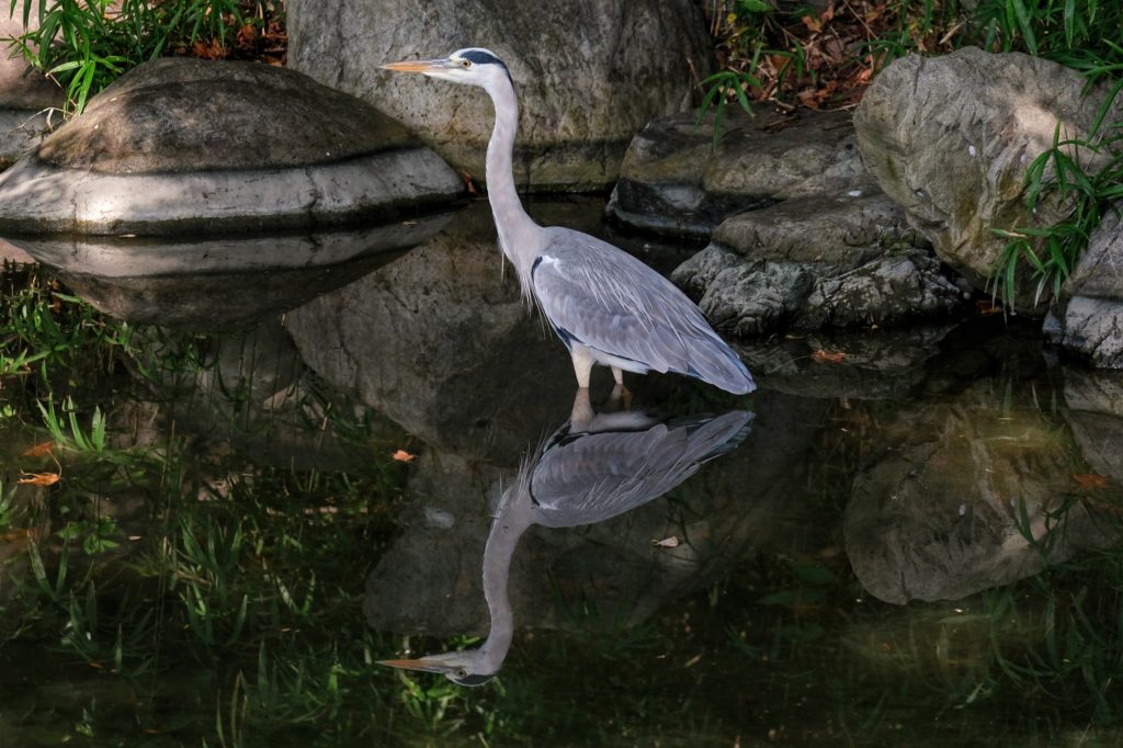 Un héron et son reflet dans un canal du parc Tsurumi Ryokuchi d'Osaka