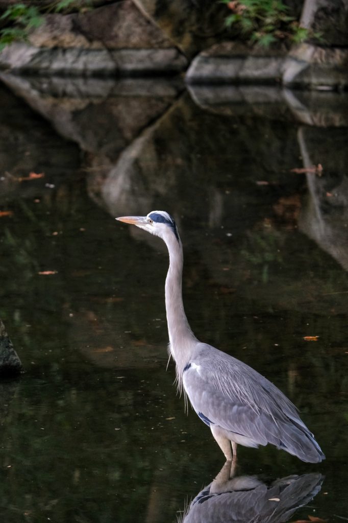 Un héron dans un ruisseau du parc Tsurumi Ryokuchi d'Osaka