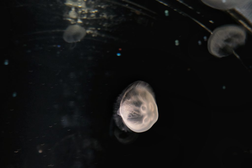 Une méduse dans l'ambiance sombre de son bassin à l'aquarium d'Osaka