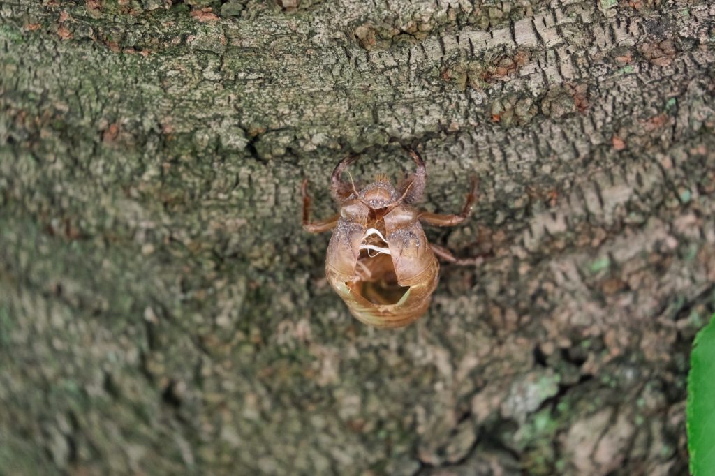Une mue d'insecte sur un arbre du parc du château d'Osaka