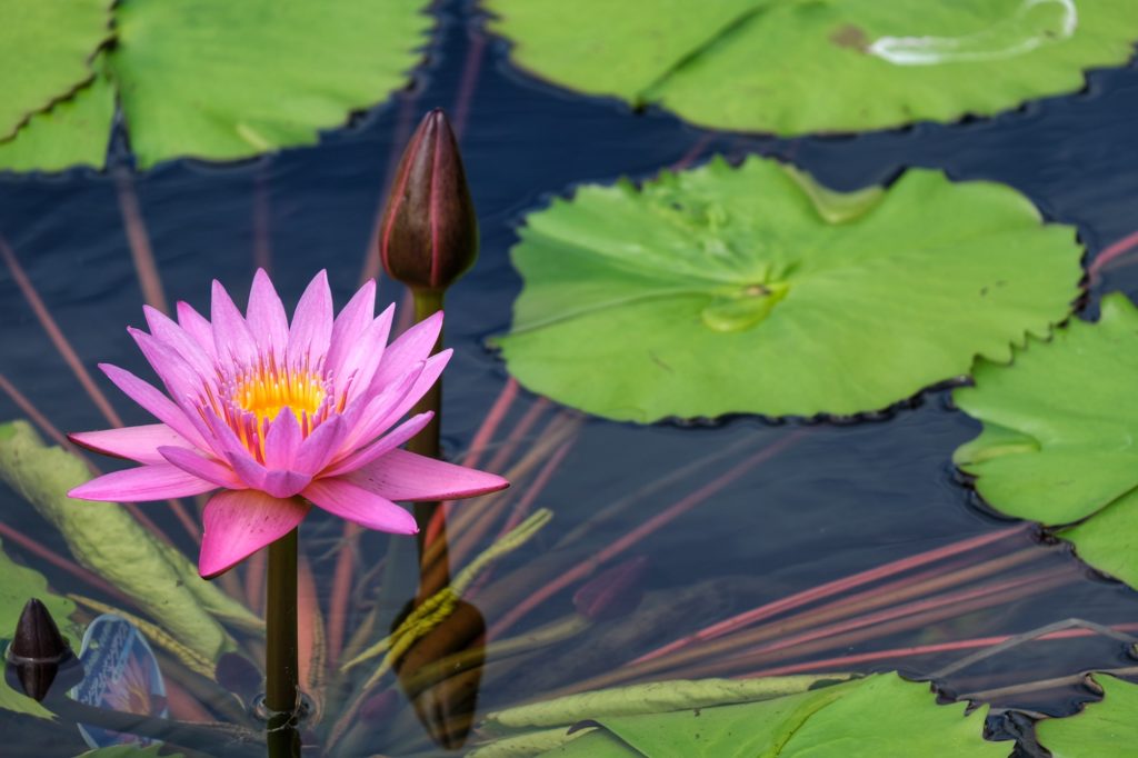 Une fleur de nénuphar dans le jardin des roses du parc Expo '70