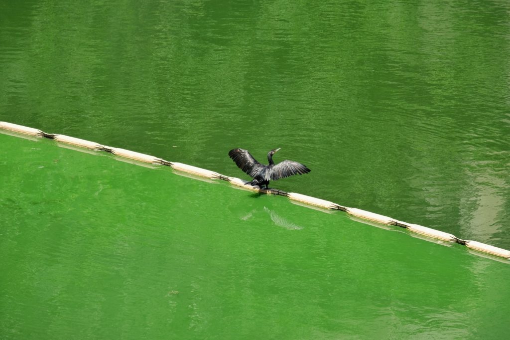 Un oiseau bat des ailes dans les douves du château d'Osaka
