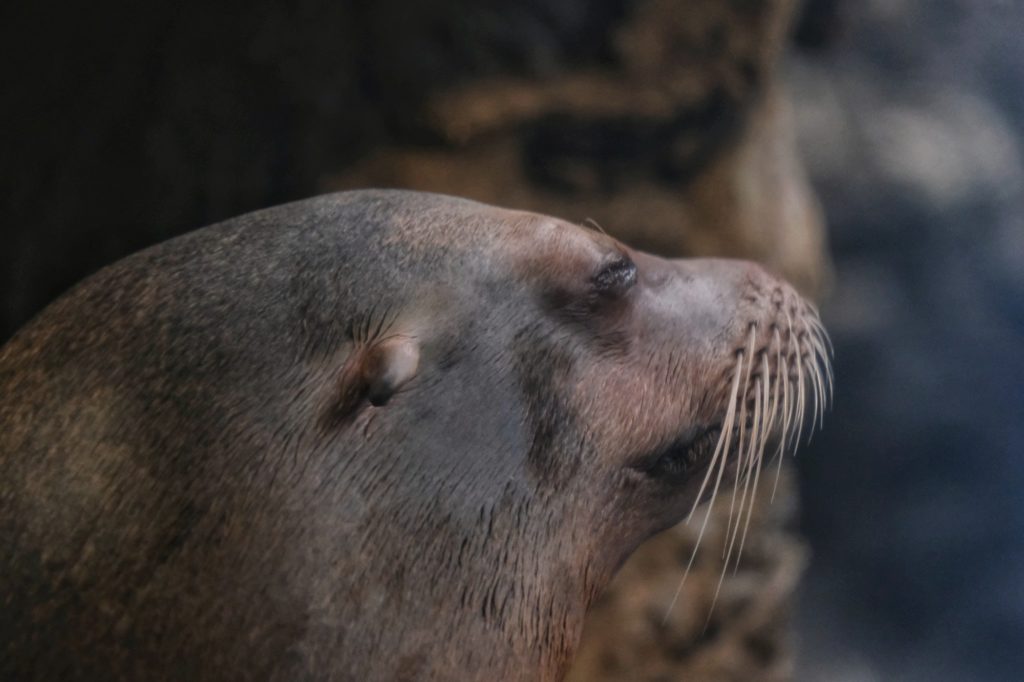 Un phoque de la baie de Monterey dans l'aquarium d'Osaka