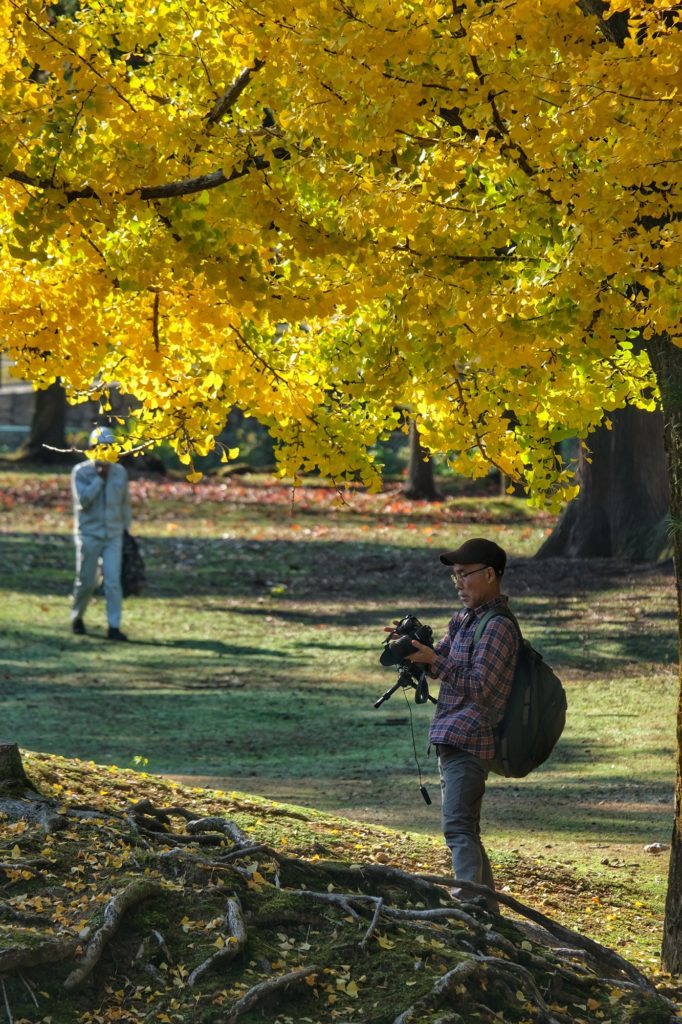 Un photographe sous un grand ginkgo jaune en automne à Nara
