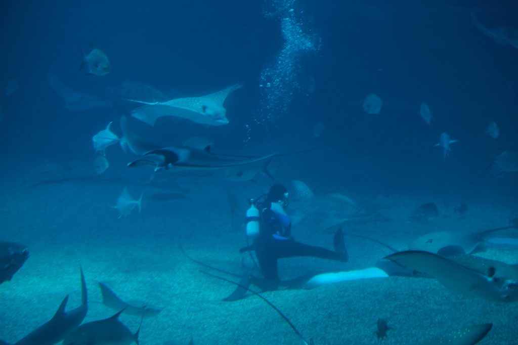 Un plongeur donne un coup de pied (illusion bien sûr) aux poissons de l'aquarium d'Osaka