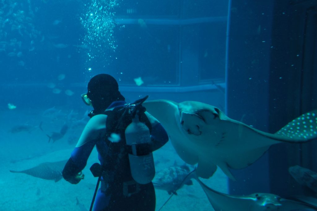 Un plongeur nourrit une raie dans le grand bassin de l'aquarium d'Osaka