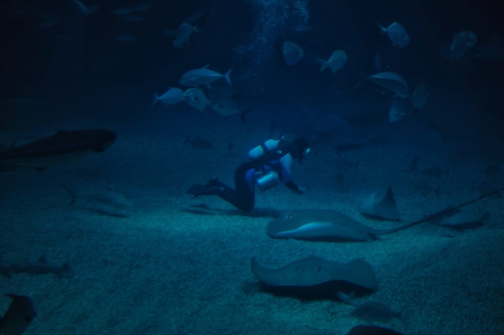 Un plongeur nourrit les poissons du bassin central de l'aquarium d'Osaka